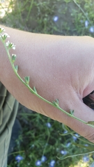 Plagiobothrys bracteatus