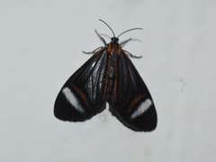 Hyalurga vinosa