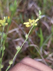 Linum floridanum