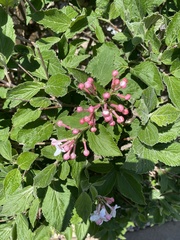Viburnum carlesii