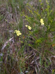 Linum floridanum