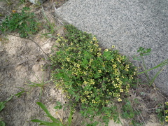Thymus × citriodorus