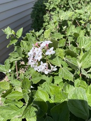 Viburnum carlesii