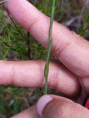 Linum floridanum