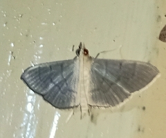 Poliobotys ablactalis