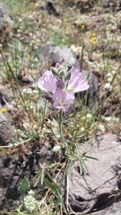 Sidalcea hirsuta