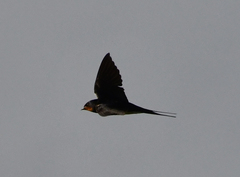 Hirundo rustica