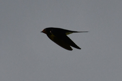 Hirundo rustica