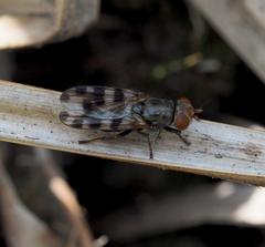 Ceroxys hortulana