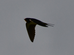 Hirundo rustica