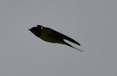 Hirundo rustica
