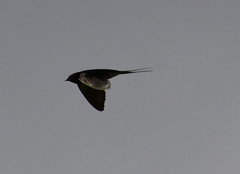 Hirundo rustica