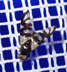 Sphaeniscus sexmaculatus