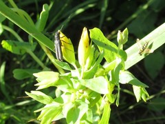Phytoecia caerulescens