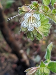 Phacelia grisea
