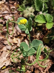 Coronilla scorpioides