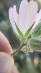 Sidalcea hirsuta