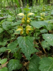 Lamium galeobdolon galeobdolon