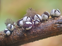 Diderma alpinum