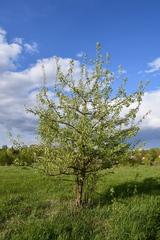 Pyrus communis