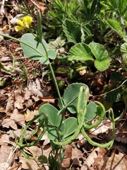Coronilla scorpioides