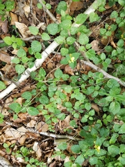 Lamium galeobdolon galeobdolon