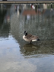 Branta canadensis