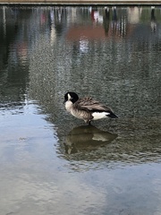 Branta canadensis