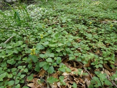 Lamium galeobdolon galeobdolon