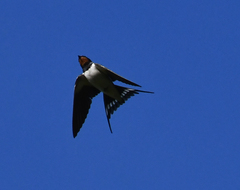 Hirundo rustica