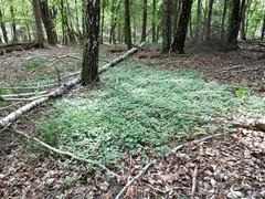 Lamium galeobdolon galeobdolon
