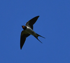 Hirundo rustica