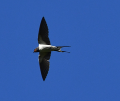 Hirundo rustica