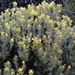 Island Paintbrush - Photo (c) dlbowls, some rights reserved (CC BY-NC)