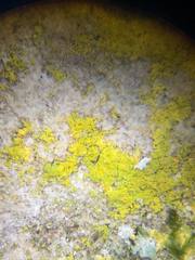 Leproplaca xantholyta