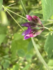 Lathyrus venosus
