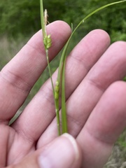 Carex oligocarpa