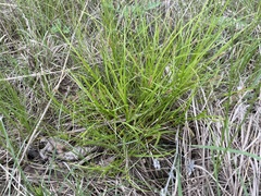 Carex oligocarpa