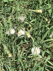 Tussilago farfara