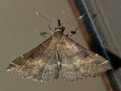 Renia factiosalis