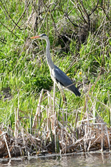 Ardea cinerea