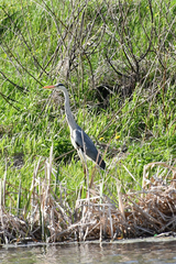 Ardea cinerea