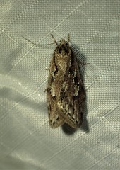 Semioscopis aurorella
