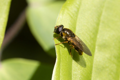 Cheilosia pagana