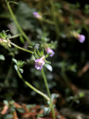 Chaenorhinum origanifolium origanifolium