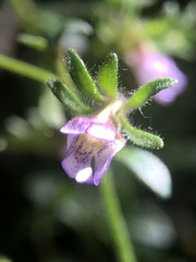 Chaenorhinum origanifolium origanifolium