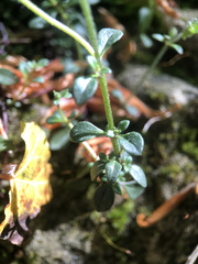 Chaenorhinum origanifolium origanifolium