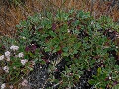 Eriogonum grande