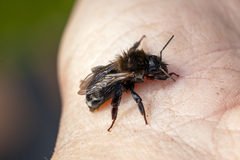 Andrena clarkella
