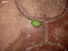 Chlorocoris distinctus